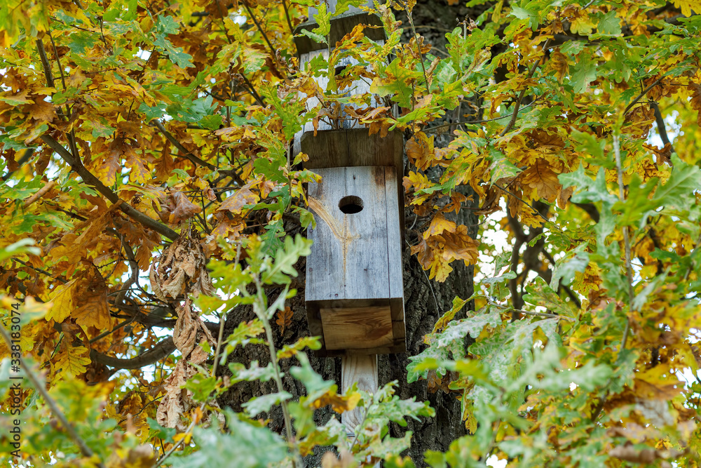 Wooden birdhouse on a tree among the leaves Wooden birdhouse on a tree among the leaves