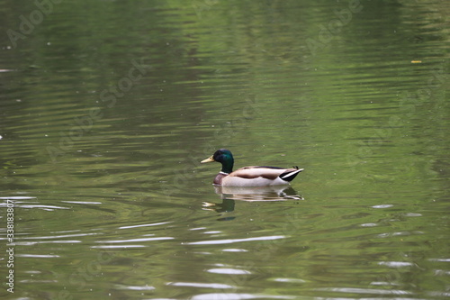 beautiful duck floating on the a lake surface in Chengdu