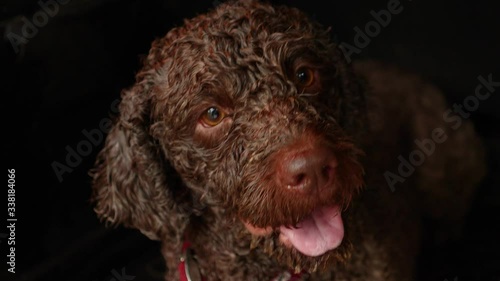 Cane per caccia al tartufo