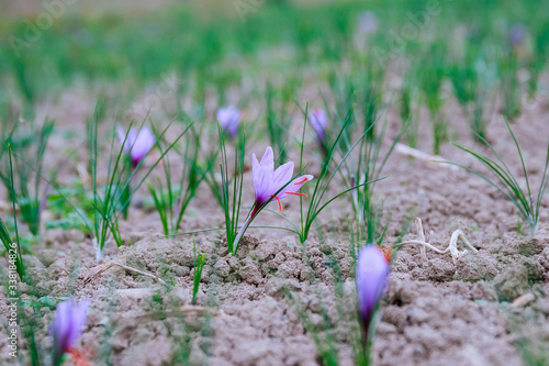 Saffron flowers on a saffron field during flowering. photo