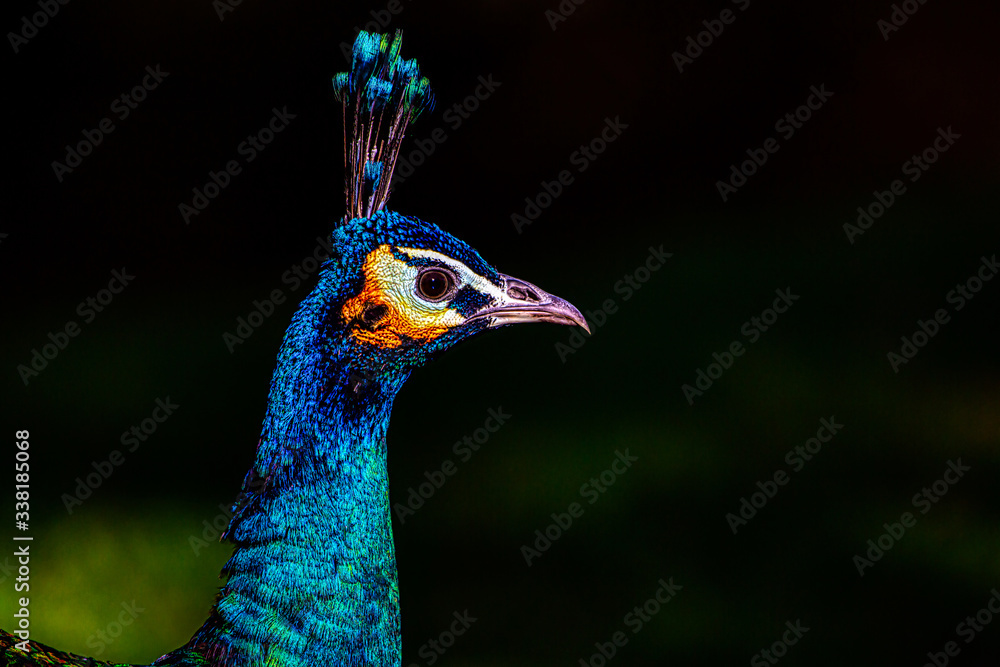 Naklejka premium Pfau, Pavo cristatus