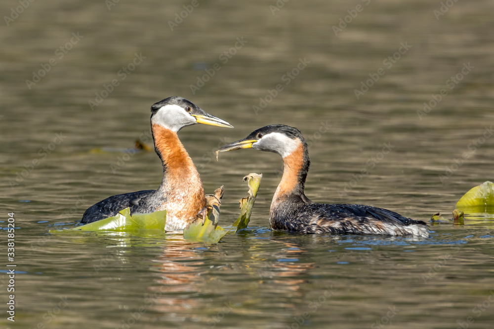 Red-necked grebe couple in the water. Red-necked grebe couple in the water.