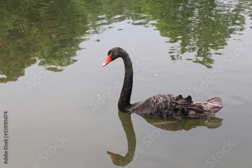Fototapeta Naklejka Na Ścianę i Meble -  beautiful black Swan floating on the a lake surface  in Chengdu