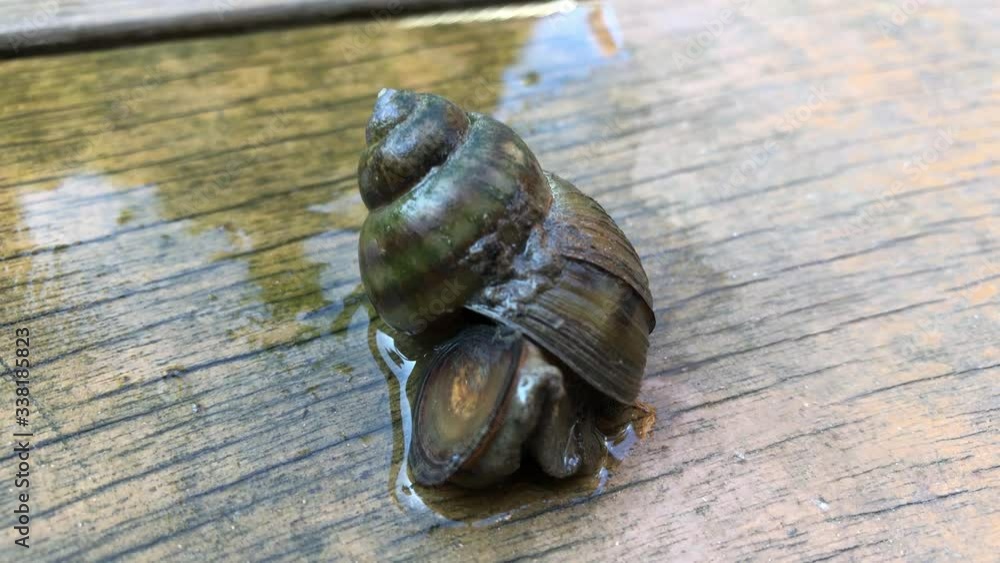 Portrait einer Sumpfdeckelschnecke, Viviparidae, auf einem Steg über