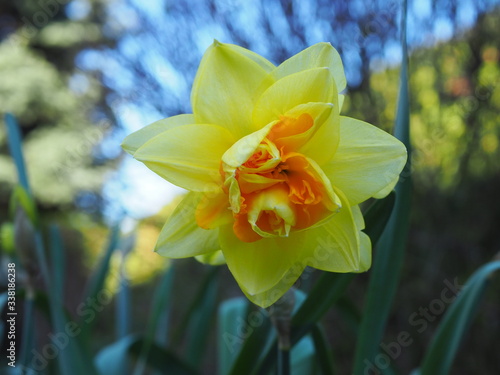 Blooming yellow daffodil in the garden, a yellow, bell-shaped flower with a long stem that is commonly seen in the spring