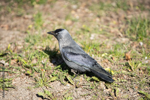 On a sunny day, the jackdaw looks for food in the green grass.
