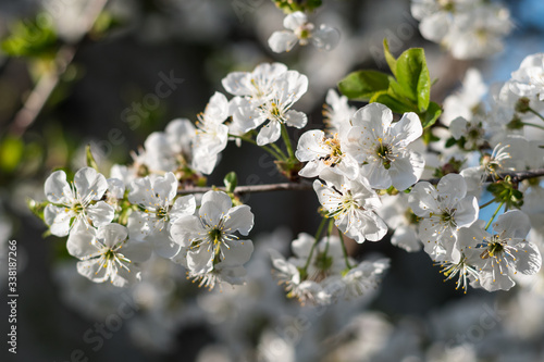 cherry tree blossom