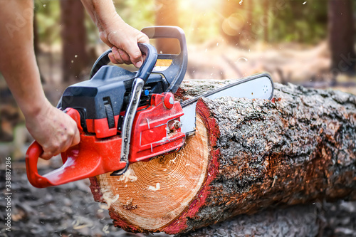 Woodcutter saws tree layed on ground.