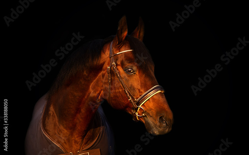 portrait of bay  sportive Trakehner stalion  horse-cover at sunset. close up