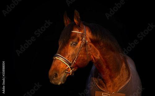portrait of bay sportive Trakehner stalion horse-cover at sunset. close up