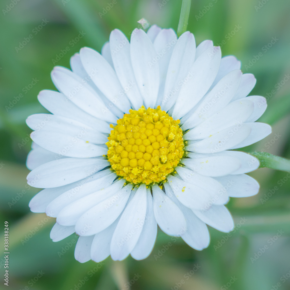 Fototapeta premium Centered daisy - poetic approach.