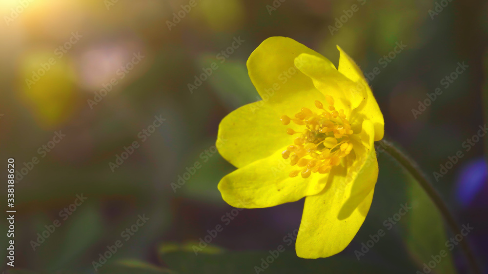 Yellow flowers Erantis in sunlight, macro shot. Spring came concept. Beautiful blossoming floral background. Yellow flowers Erantis in sunlight, macro shot. Spring came concept. Beautiful blossoming floral background.