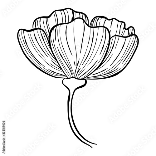 Botanical rose hip flower icon. Hand drawn illustration of botanical rose hip flower vector icon for web design
