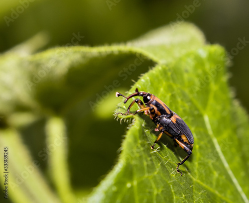 Bug