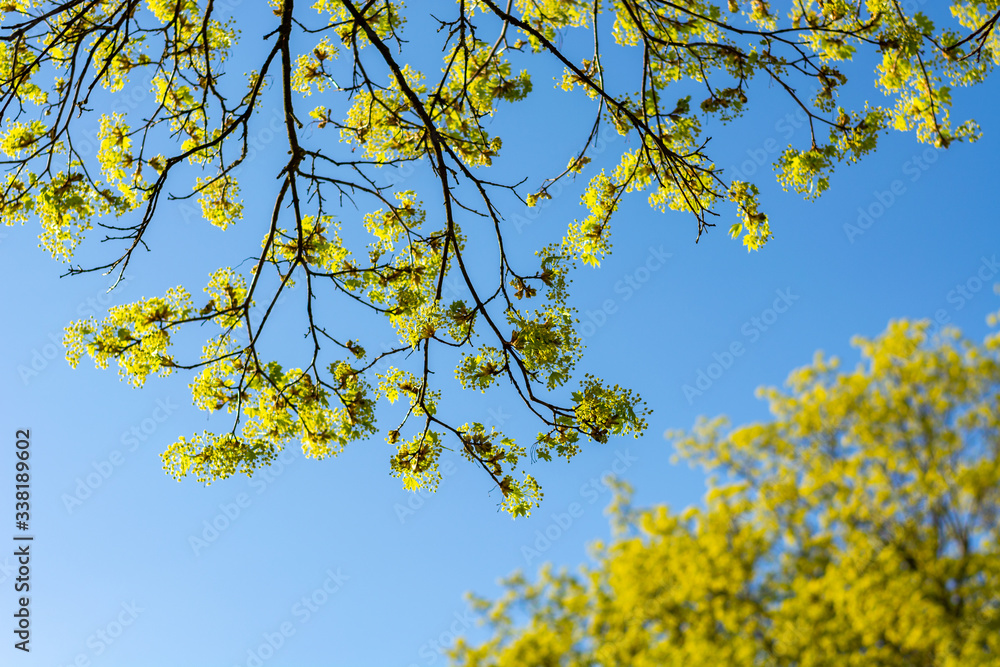 Branches of a yellow tree on a sunny day Branches of a yellow tree on a sunny day