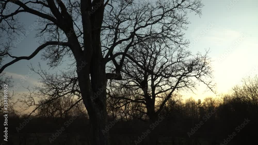 Big trees on a sunset sky background in spring. The branches of bare oak trees silhouettes. The wild landscape of nature. Big trees on a sunset sky background in spring. The branches of bare oak trees silhouettes. The wild landscape of nature.