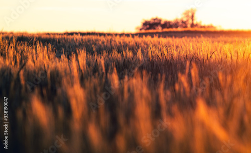 Getreide Feld bei Sonnenuntergang