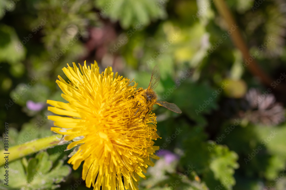 honeybee collects pollen on a dandelion flower