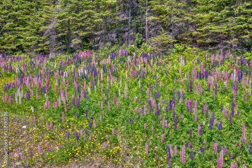 Lupines along Transcanda Highway 17 between Thunder Bay and Nipigon, Ontario photo