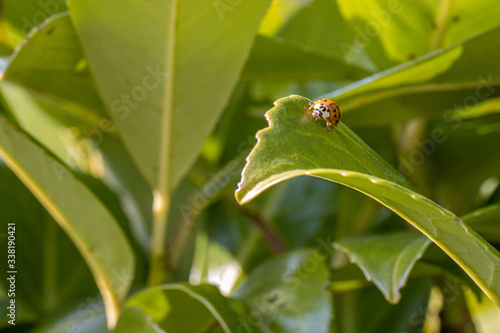 the Asian harlequin ladybird sits in a green plant
