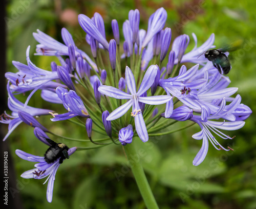 Flowers and bugs