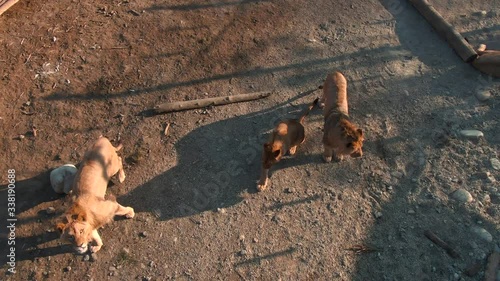 Happy lions family in zoo from aerial drone perspective - top view
