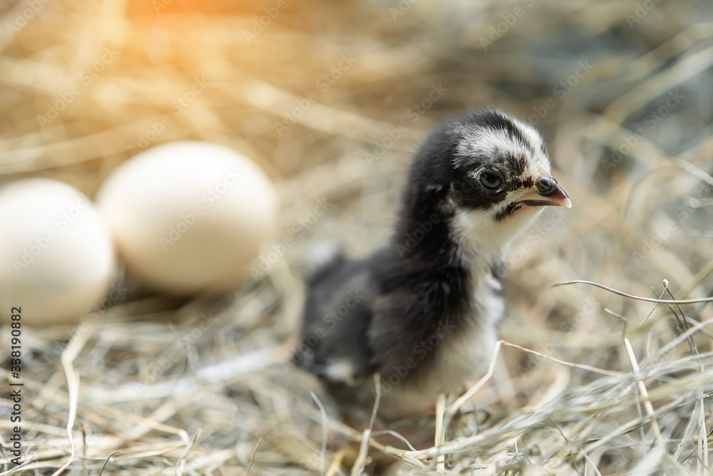 One baby chick is born in nature and blurred background One baby chick is born in nature and blurred background