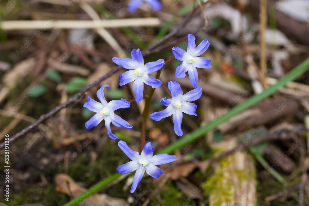Wild Violets blooming in a meadow. Wild Violets blooming in a meadow.