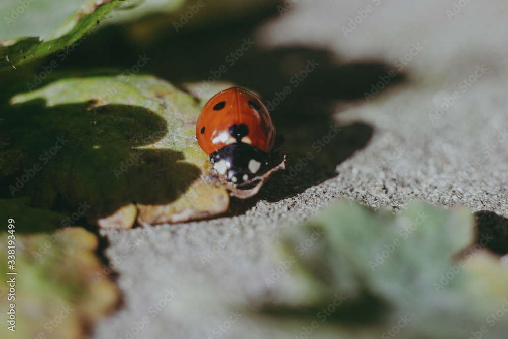 Fototapeta premium ladybug