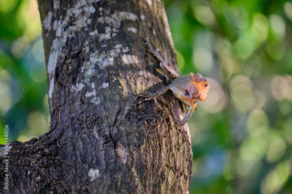 Obraz premium cameleon hunting for ants on a tree with blurry back ground in Wilpattu, Sri Lanka