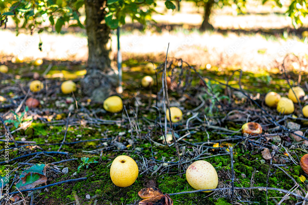 Apple orchard view under one tree and fallen yellow fruit on garden ground in autumn fall farm countryside in Virginia picking Apple orchard view under one tree and fallen yellow fruit on garden ground in autumn fall farm countryside in Virginia picking