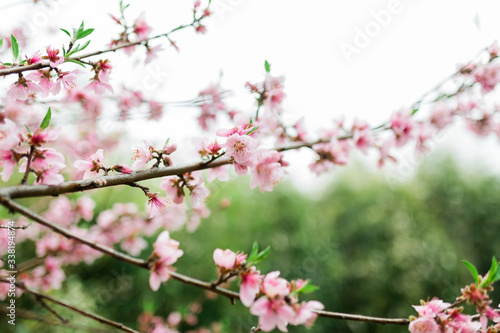 Beautiful springtime flowers on a tree branch of a nectarine tree