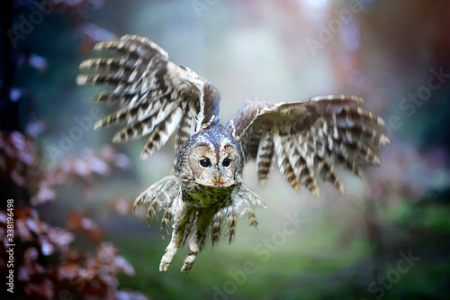 Tawny owl or brown owl id deep forest (Strix aluco). Fly action photo. Defocus background.