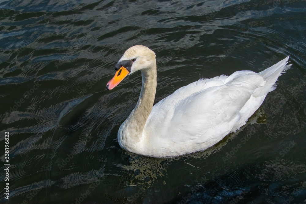 Naklejka premium lonley tree and some flowers