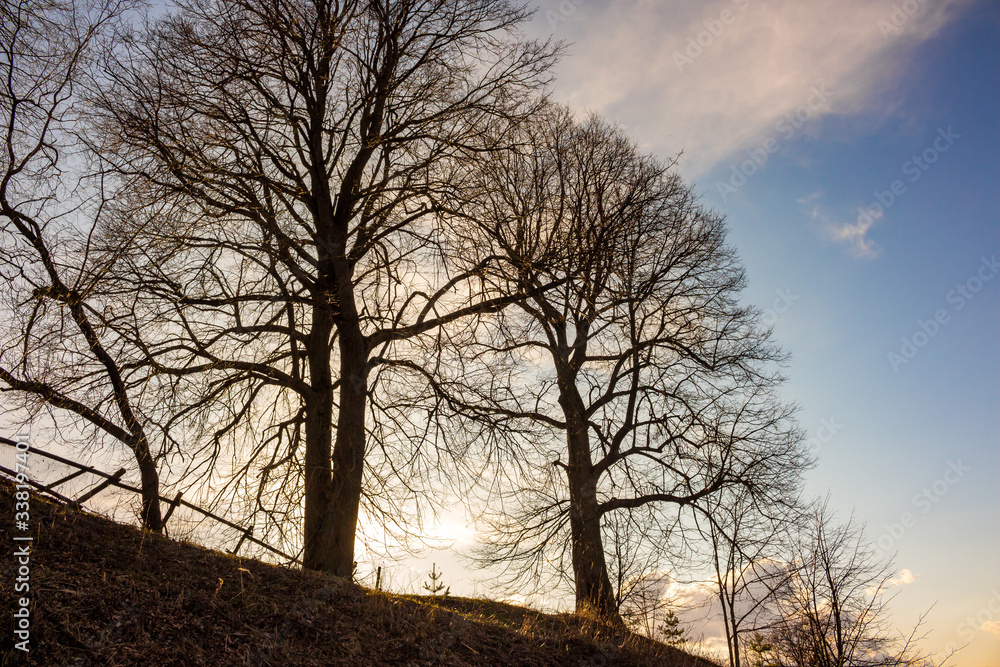 Beautiful view of linden trees on a hill against a blue sky
