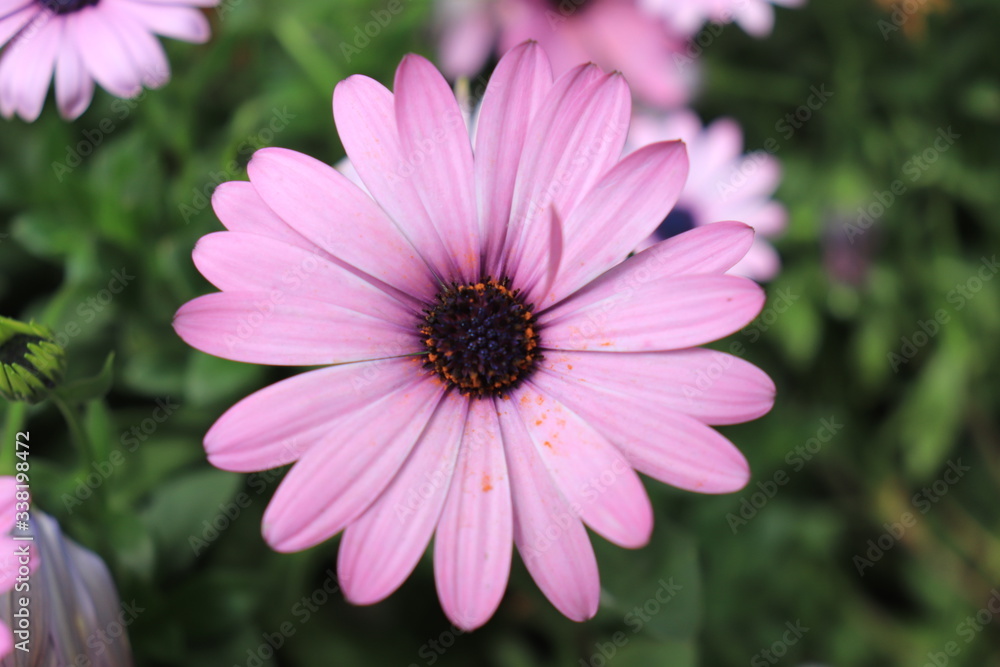 Close up view of beautiful purple flower  in blossom with blurred background