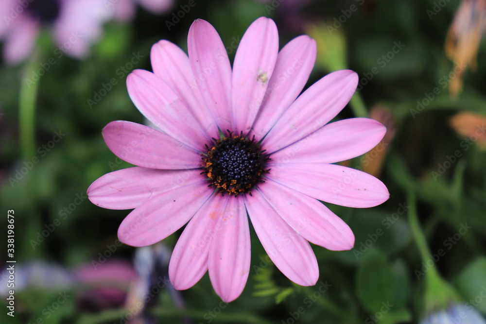 Close up view of beautiful purple flower in blossom with blurred background Close up view of beautiful purple flower in blossom with blurred background