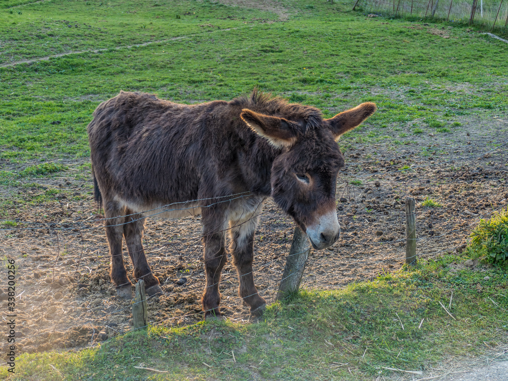 Fototapeta premium Esel auf der Weide 