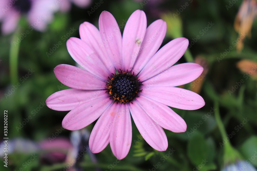 Close up view of beautiful purple flower in blossom with blurred background Close up view of beautiful purple flower in blossom with blurred background