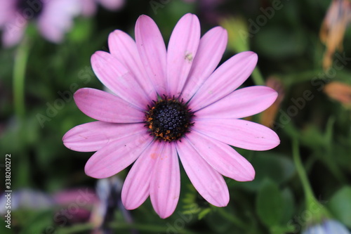 Close up view of beautiful purple flower in blossom with blurred background