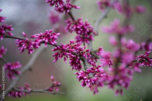 Budding Tree