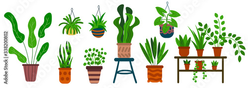 Cartoon set of plants in pots isolated on white background. House flowers in flat style. Vector illustration. 