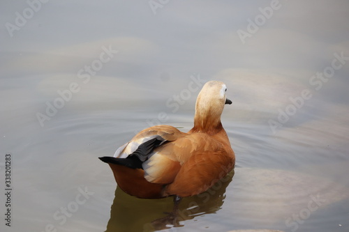 Birds and animals in wildlife, duck swims in lake. Closeup perspective of funny duck © salah