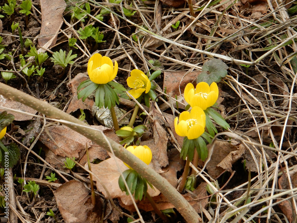 spring bright yellow joyful spring Eranthis on a blurred background of the spring garden spring bright yellow joyful spring Eranthis on a blurred background of the spring garden