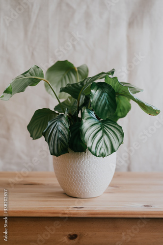 Lush green potted calathea orbifolia plant in a friendly home environment photo