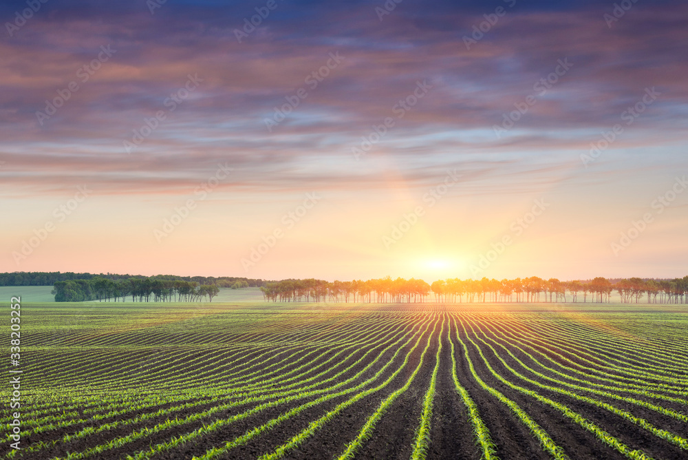 Sunrise on a corn field