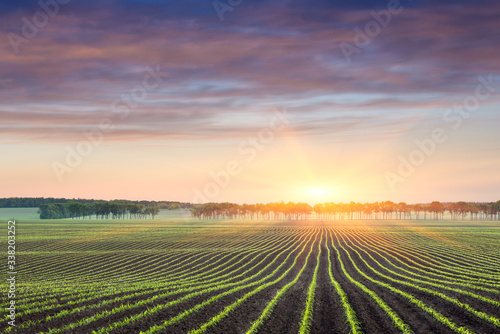 Sunrise on a corn field