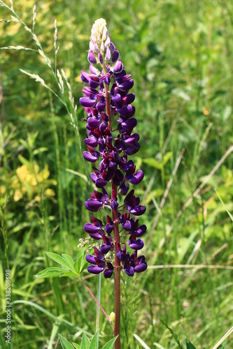 kwiat  lavende  fiolet  charakter  ro  lin  jardin  kwiat  pola  jary  ziele    bl  kit  kwiat  kwiat  kwiatowy  fiolet  lato  flora  dzika  pi  kne  beuty  ziele  gras  hayfield  naturalny  botanika