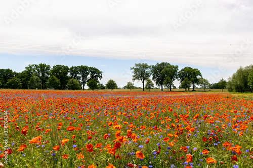 some cornflowers and poppyflowers 