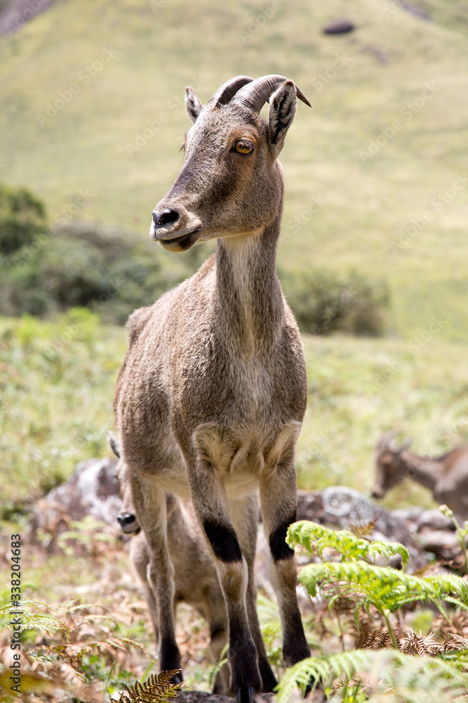 Nilgiri Tahr at Rajamalai hills in Eravikulam National Park near Munnar, Kerala, India